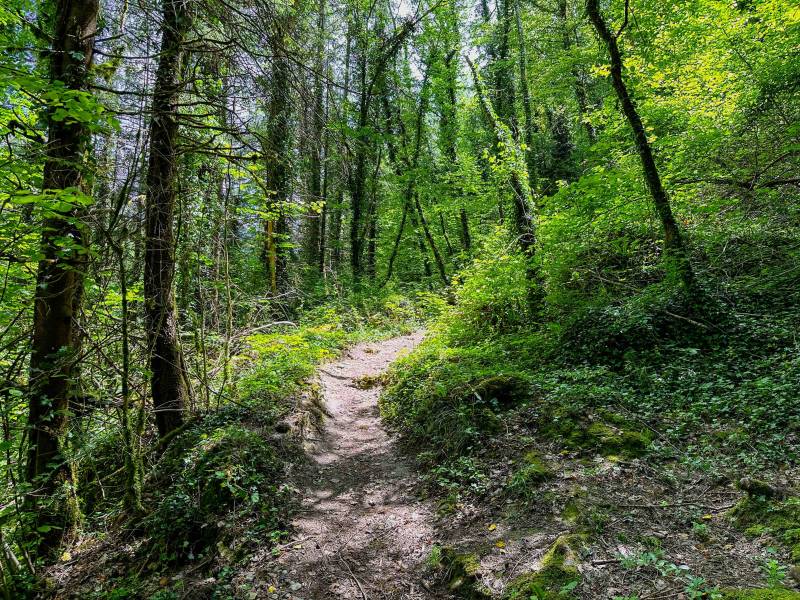 Le chemin en sous bois pour aller à la Cascade de Frochet à Saint-Laurent-en-Royans